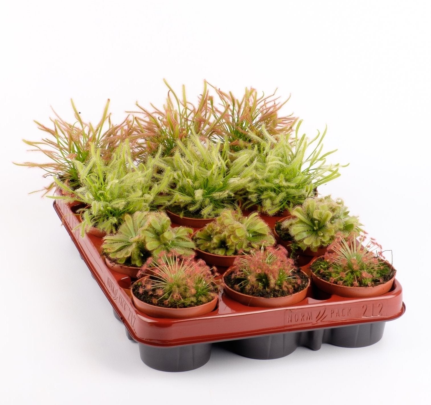 Vleeseters mix Drosera