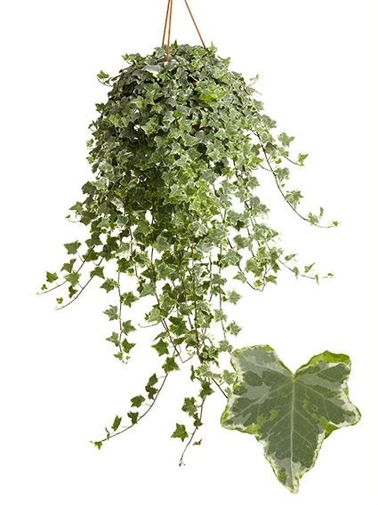 Hedera Helix in een hangpot