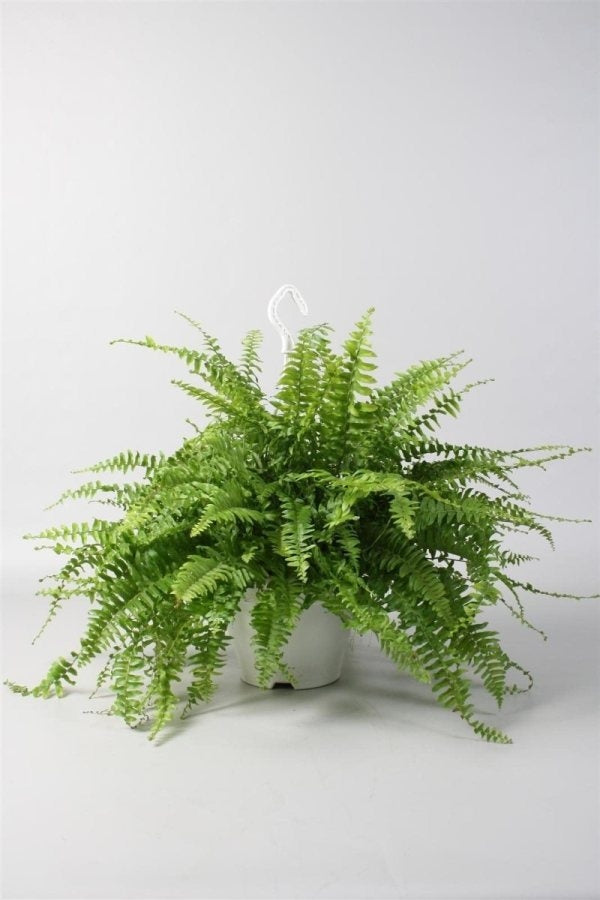 Nephrolepis in een witte hangpot