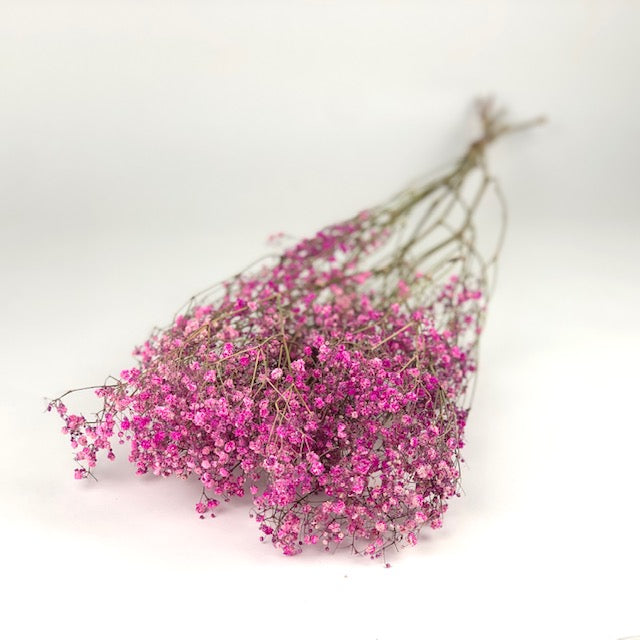 Getrockneter Gips (Gypsophilie) dunkelrosa