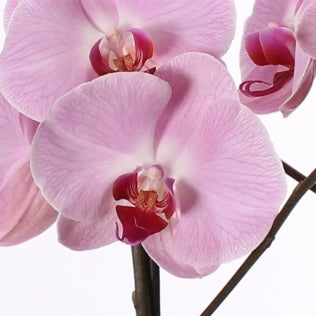 Phalaenopsis 2 takken in glasvaas met witte afwerking