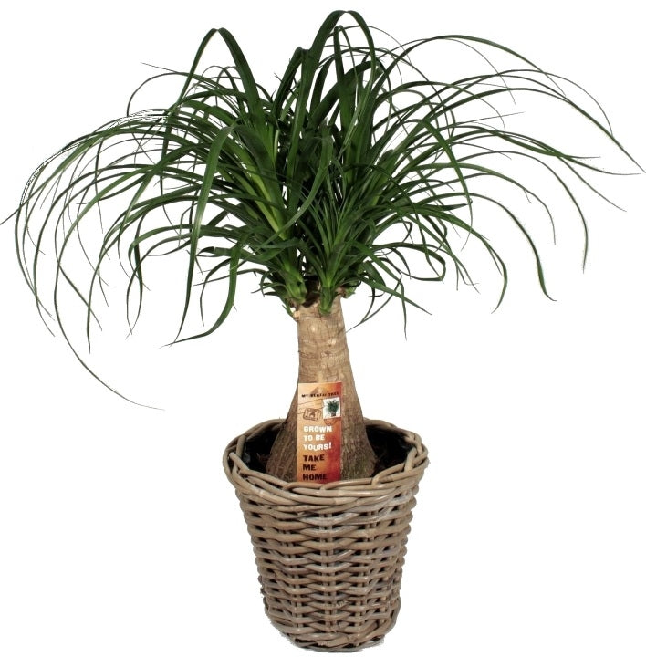 Nolina Beaucarnea in a rattan basket