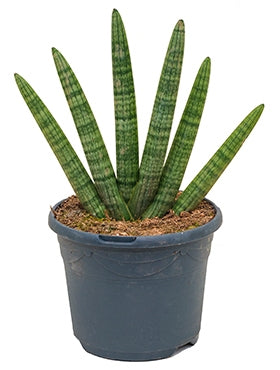 Sansevieria bocel in de teeldpot