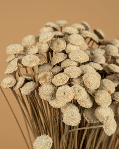 Botton Botao natürlich getrocknet