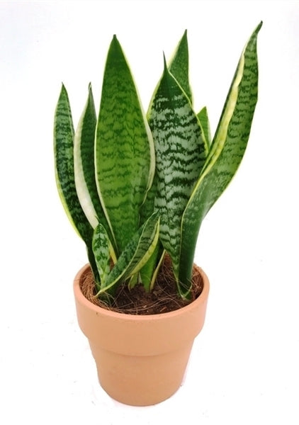 Sansevieria trifasciata in een terra cotta pot