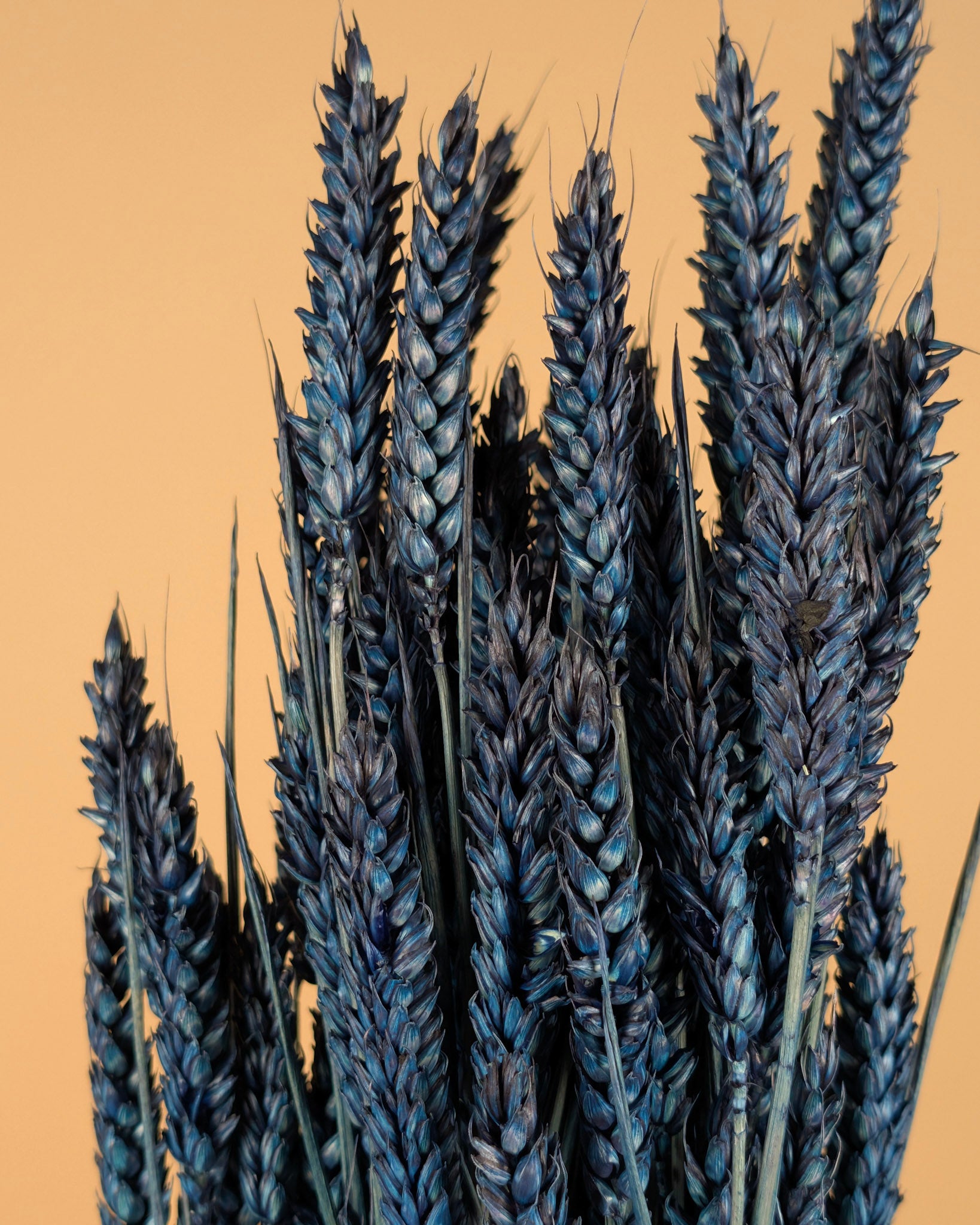 Dried wheat blue