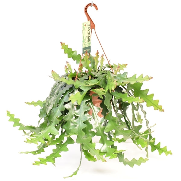 Selenicereus in einem hängenden Topf