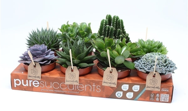 Fettpflanzen mischen sich in ein Tablett mit 8 Pflanzen