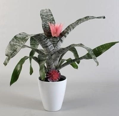 Aechmea roze in een witte keramieke pot