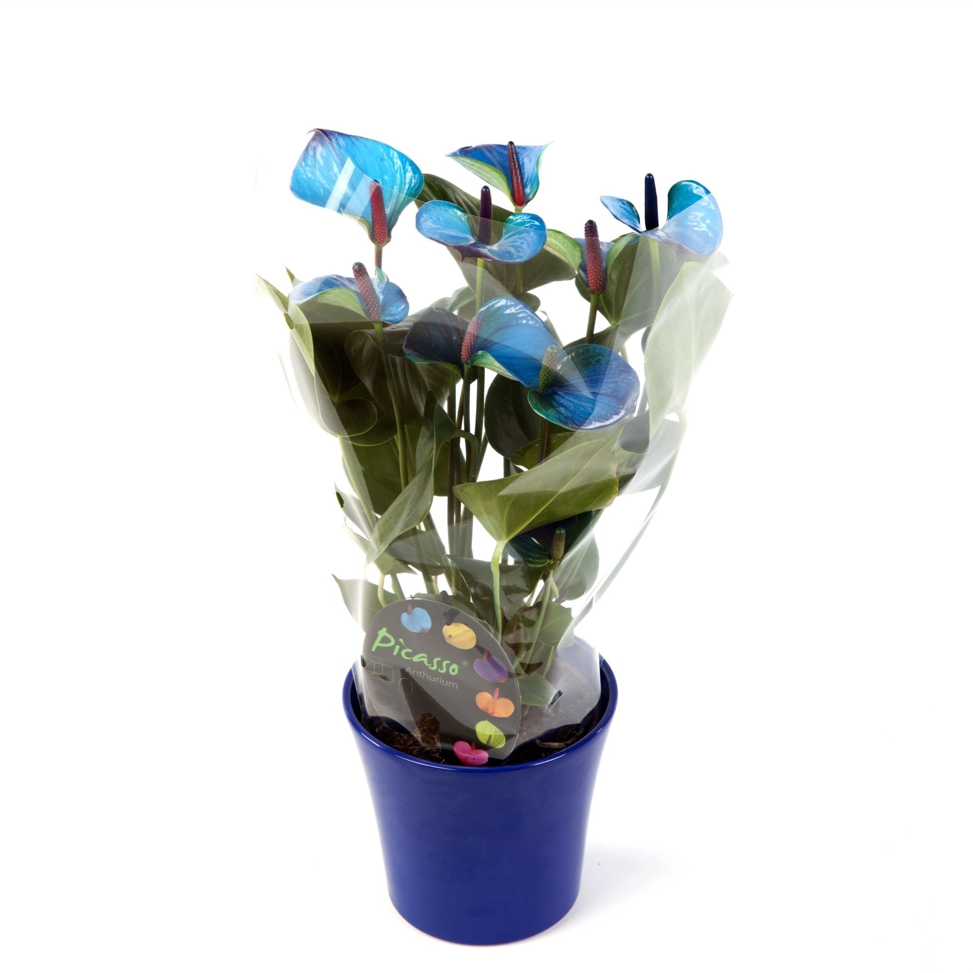 Anthurium picasso im Keramiktopf gemalt