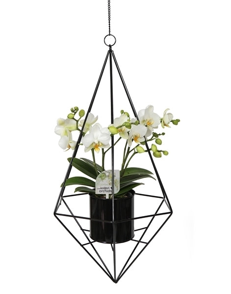 Phalaenopsis klein in einem schwarzen Metallrahmen blüht