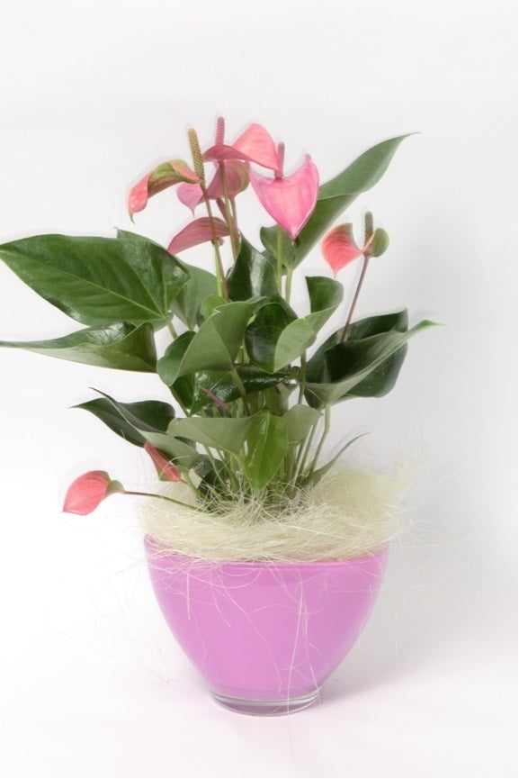 Anthurium in roze glas coupe met wooly