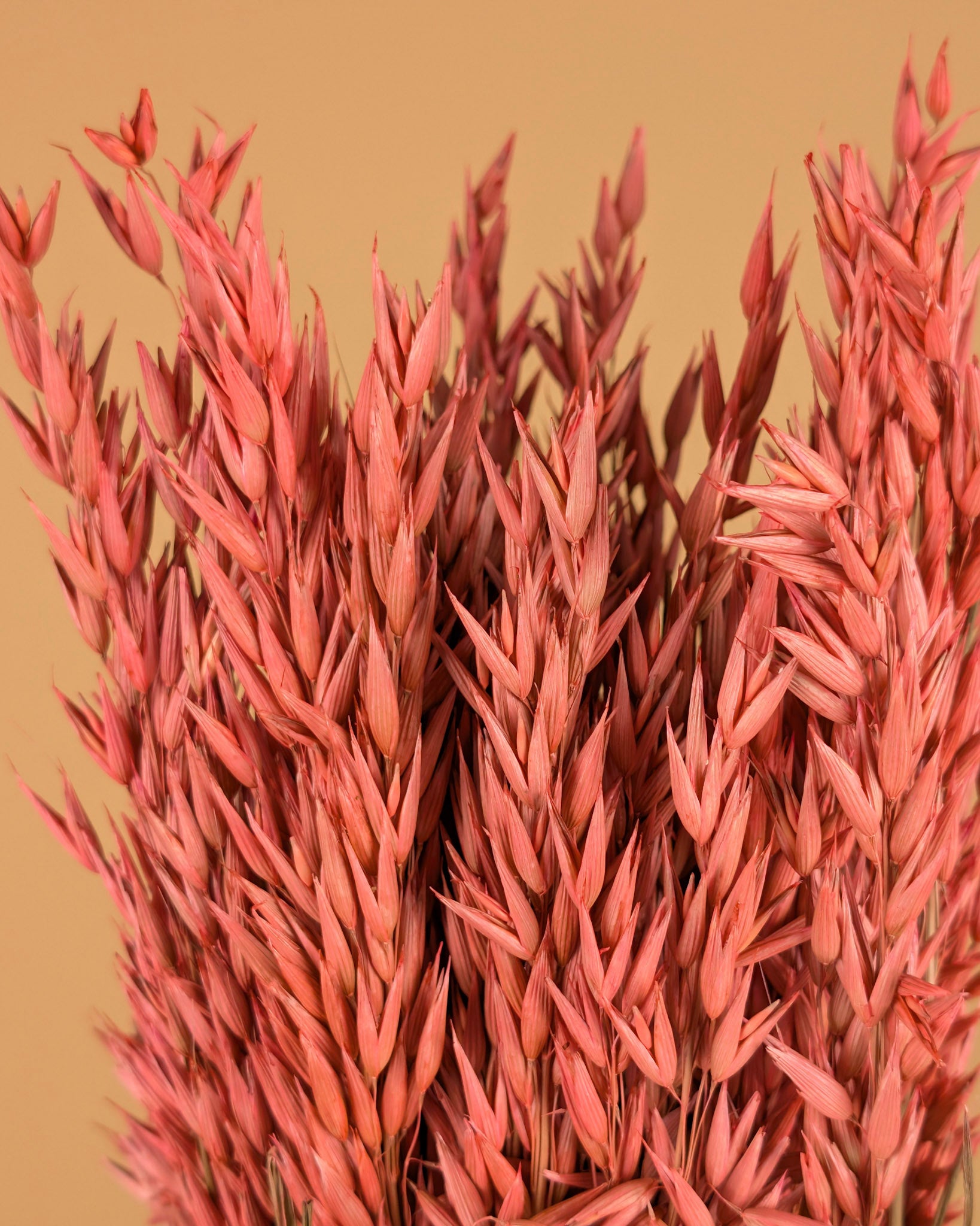 Getrockneter Hafer (Avena) rosa farbig