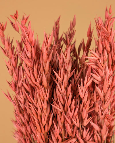 Gedroogde haver (avena) – roze