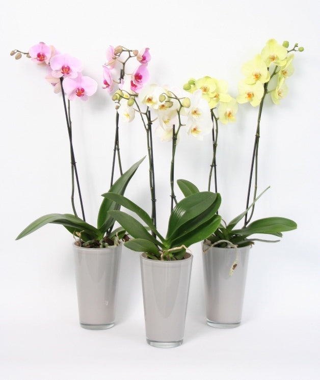 Phalaenopsis Orchidee 2 takken in een hoge taupe glaspot