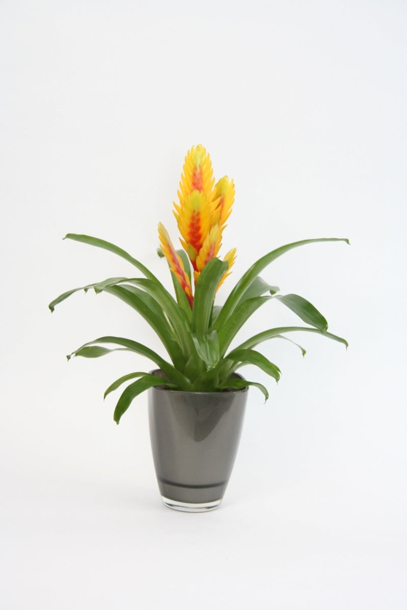 Vriesea in einem Anthrazitglasspot