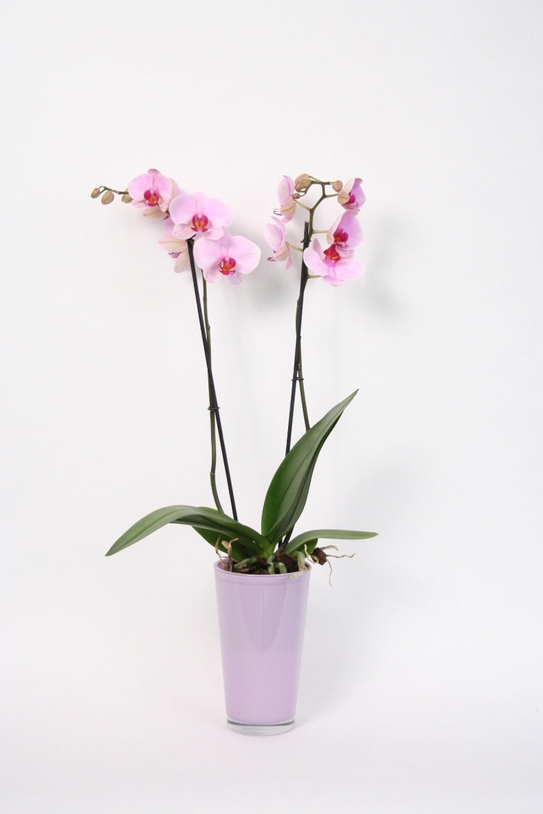 Phalaenopsis Orchidee 2 takken in een hoge lavendel glaspot