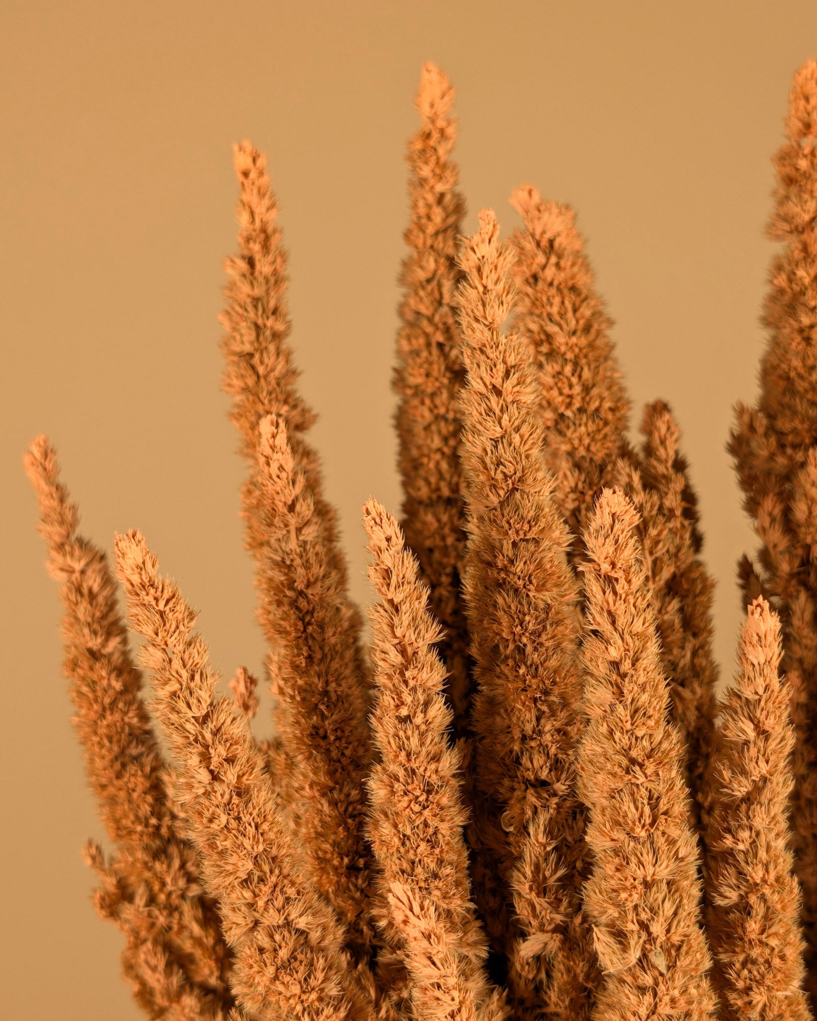 Getrocknetes Amaranthus coralle rosa