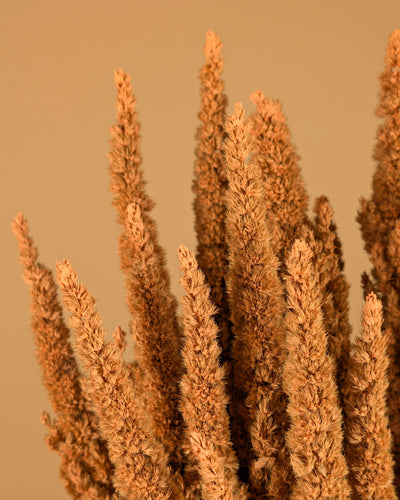 Getrocknetes Amaranthus coralle rosa