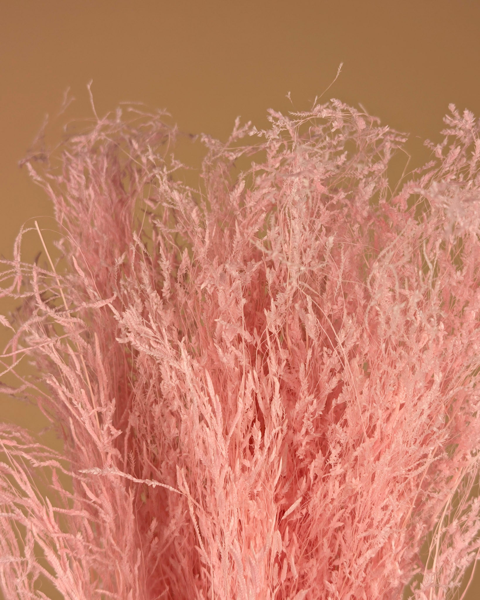 Gras de munni séché rose clair sombre