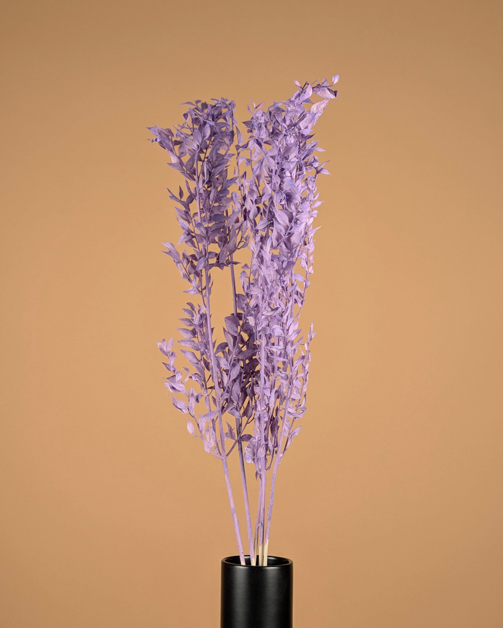 Ruscus milcha erhalten