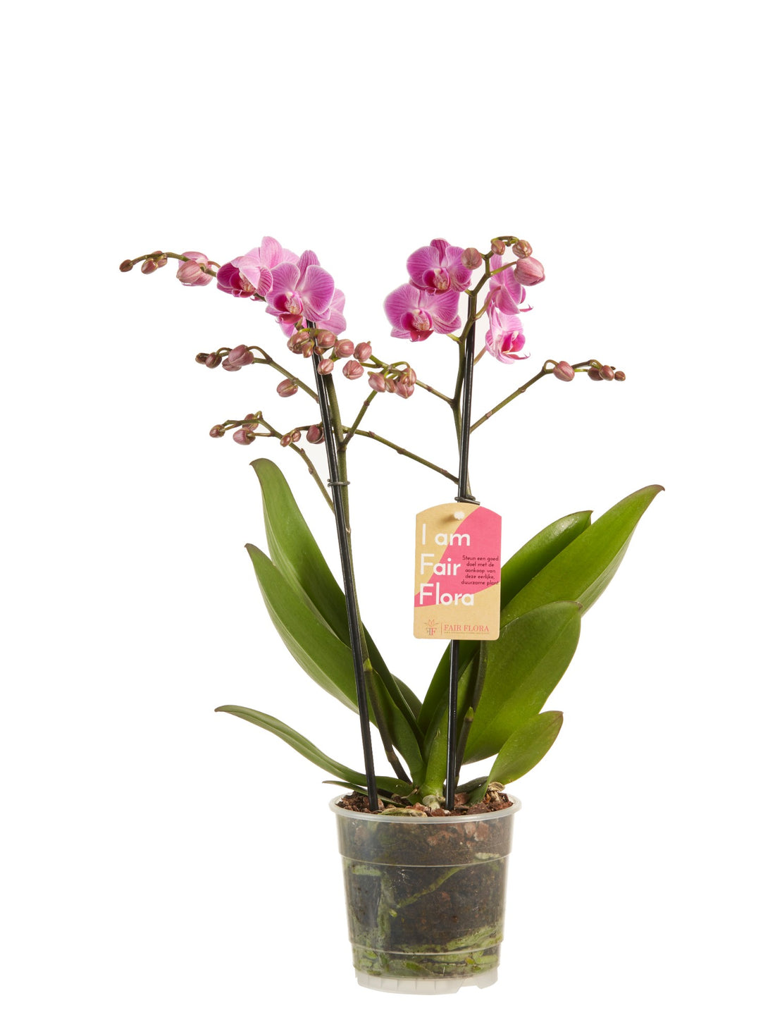 Phalaenopsis Orchid Multiflora Purple