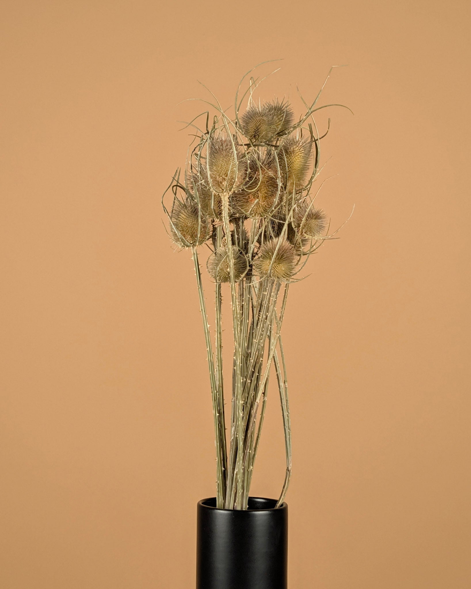 Dried Cardoon Distel Natural Brown