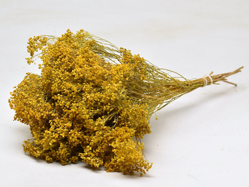 Dried Broom Bloom Yellow