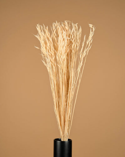 Getrockneter Hafer (Avena) bleichte gebleicht