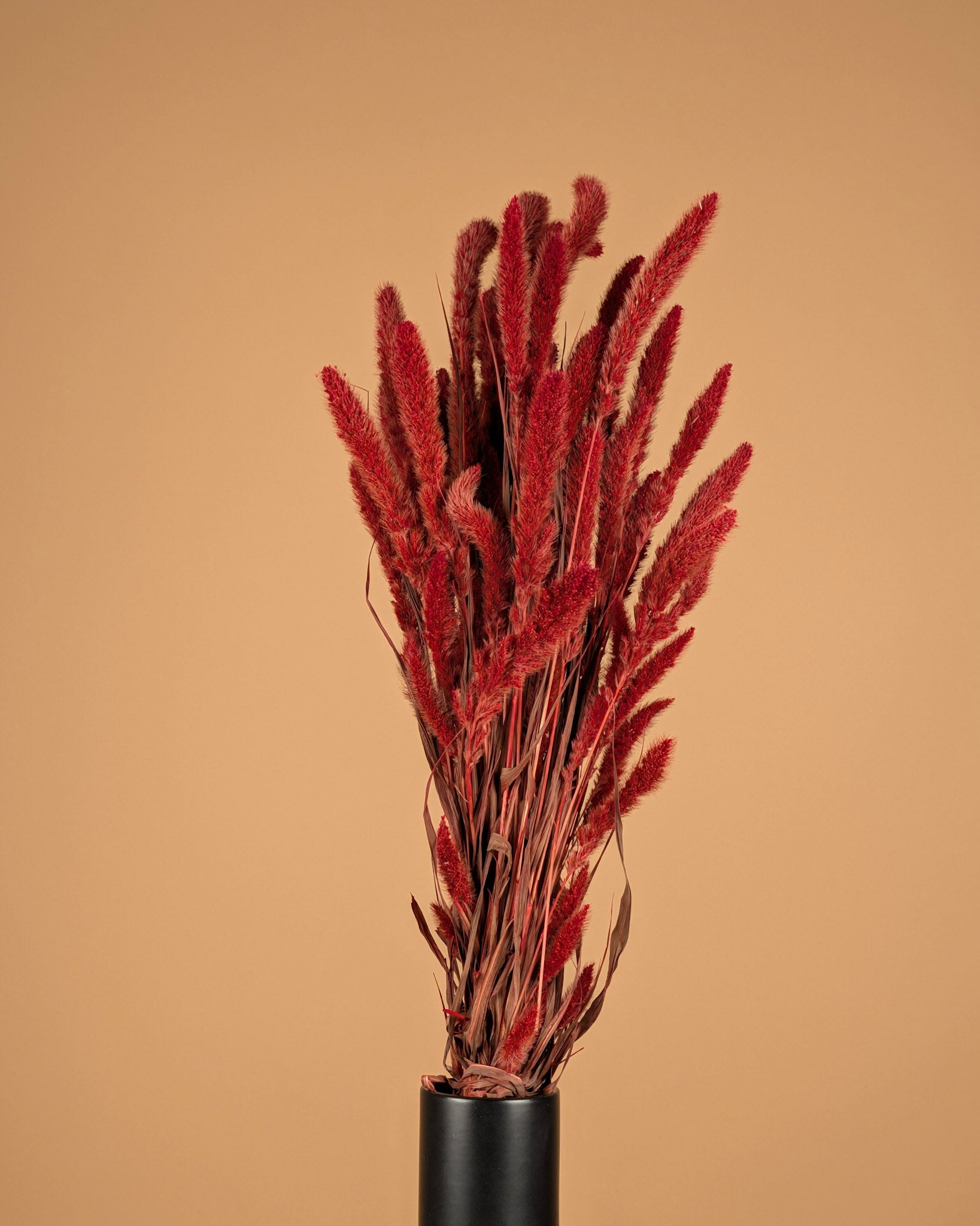 Dried setaria red