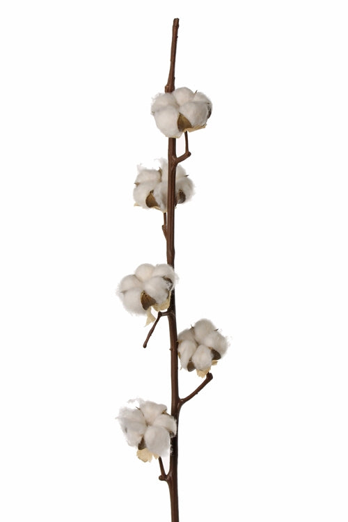 Cotton branches (Gossypium) with 7 balls per branch