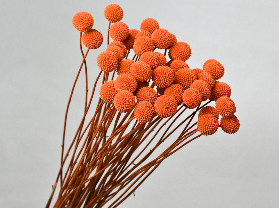 Craspedia Orange séché (bouton Billy)