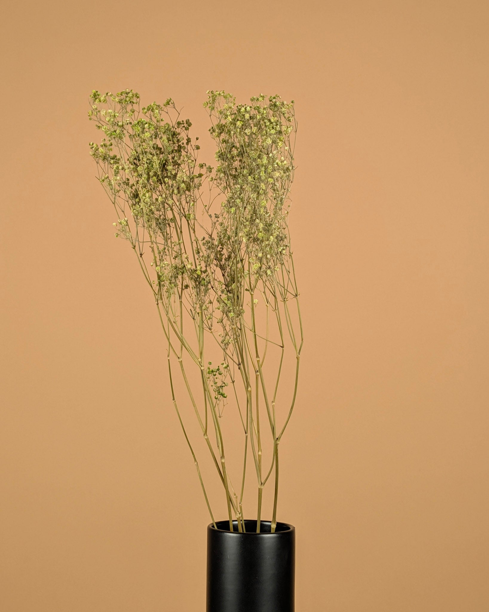 Gypsophila dried green (gypsum)