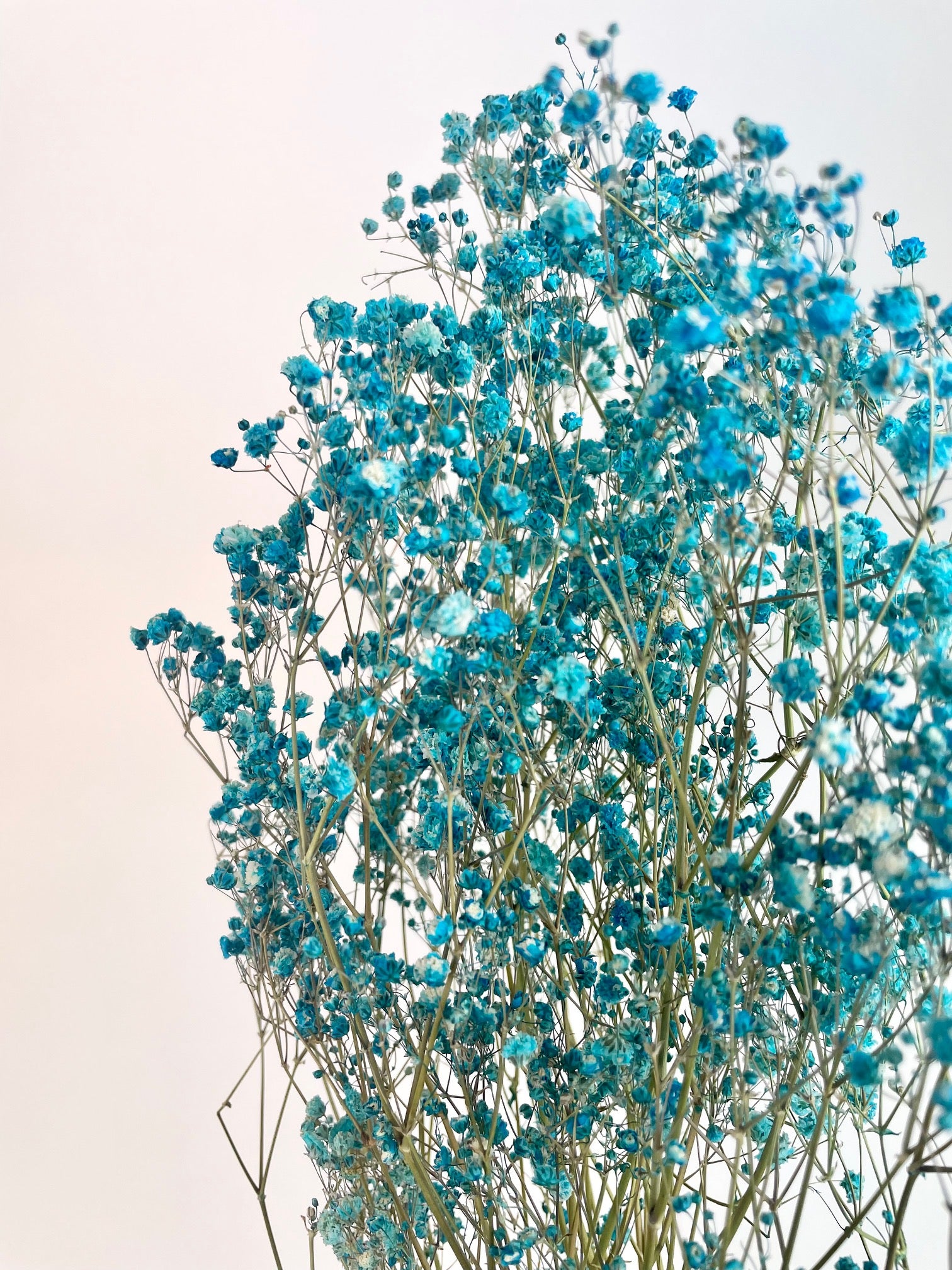 Gipspray (Gypsophilie) hellblau getrocknet