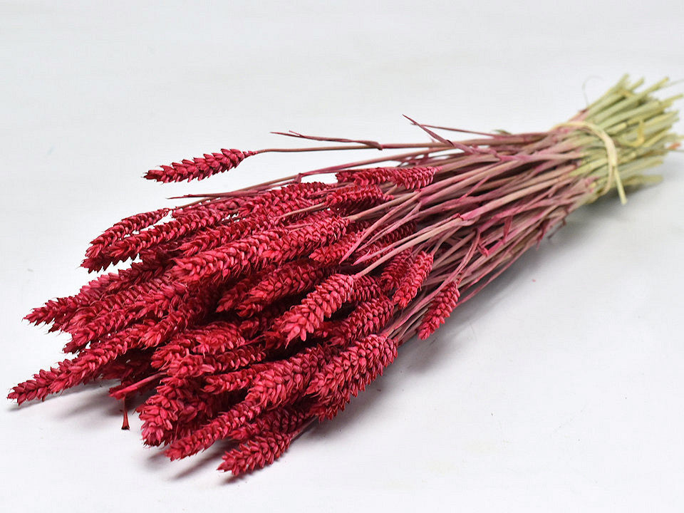 Dried Wheat Red (Triticum)