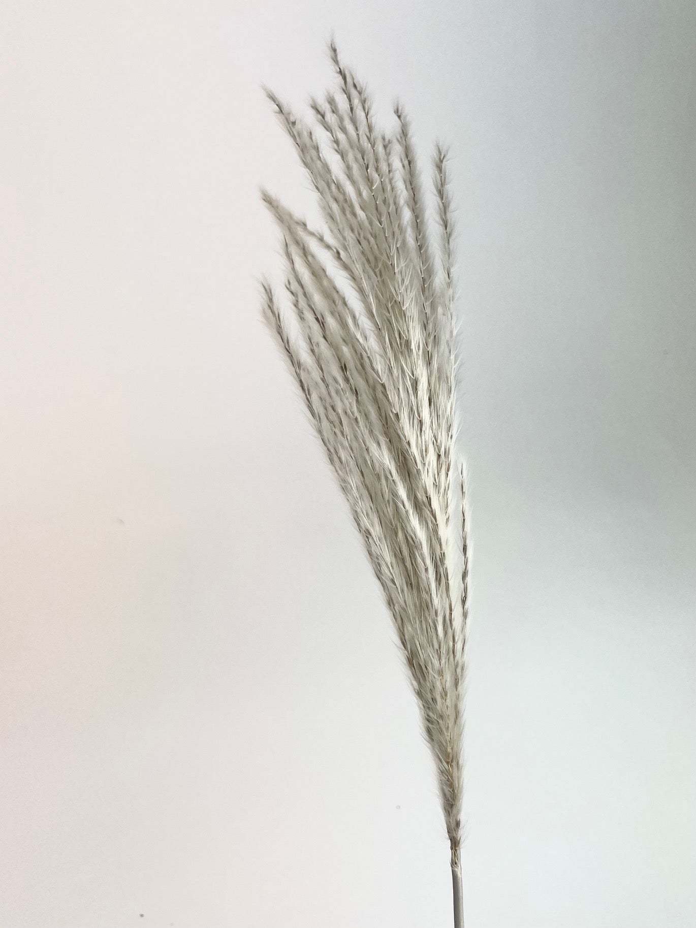 Gedroogde stipa feather – naturel