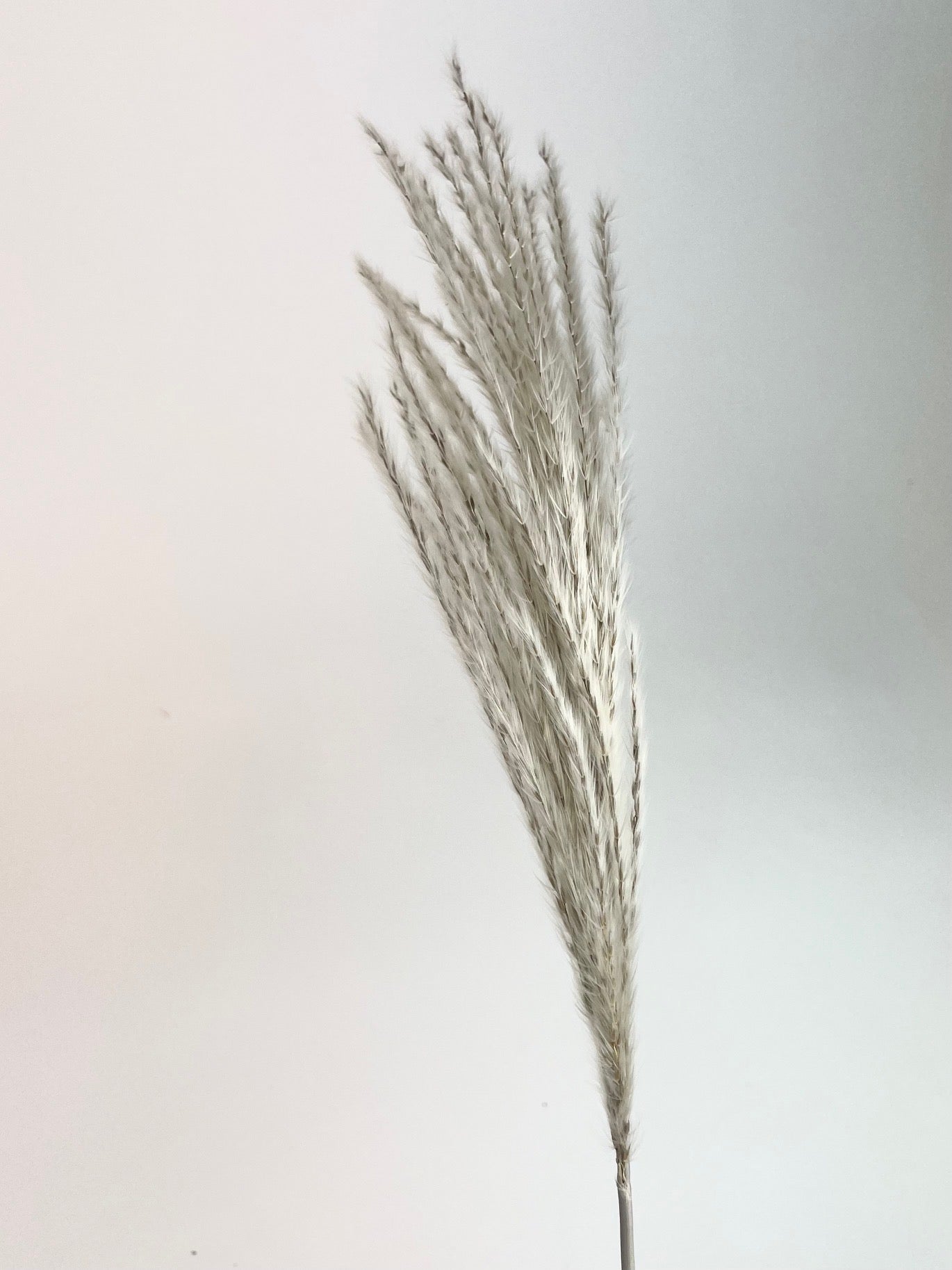 Getrocknete stipa feather Naturel (durch Feder)