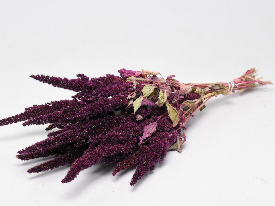 Amaranthus séché rouge