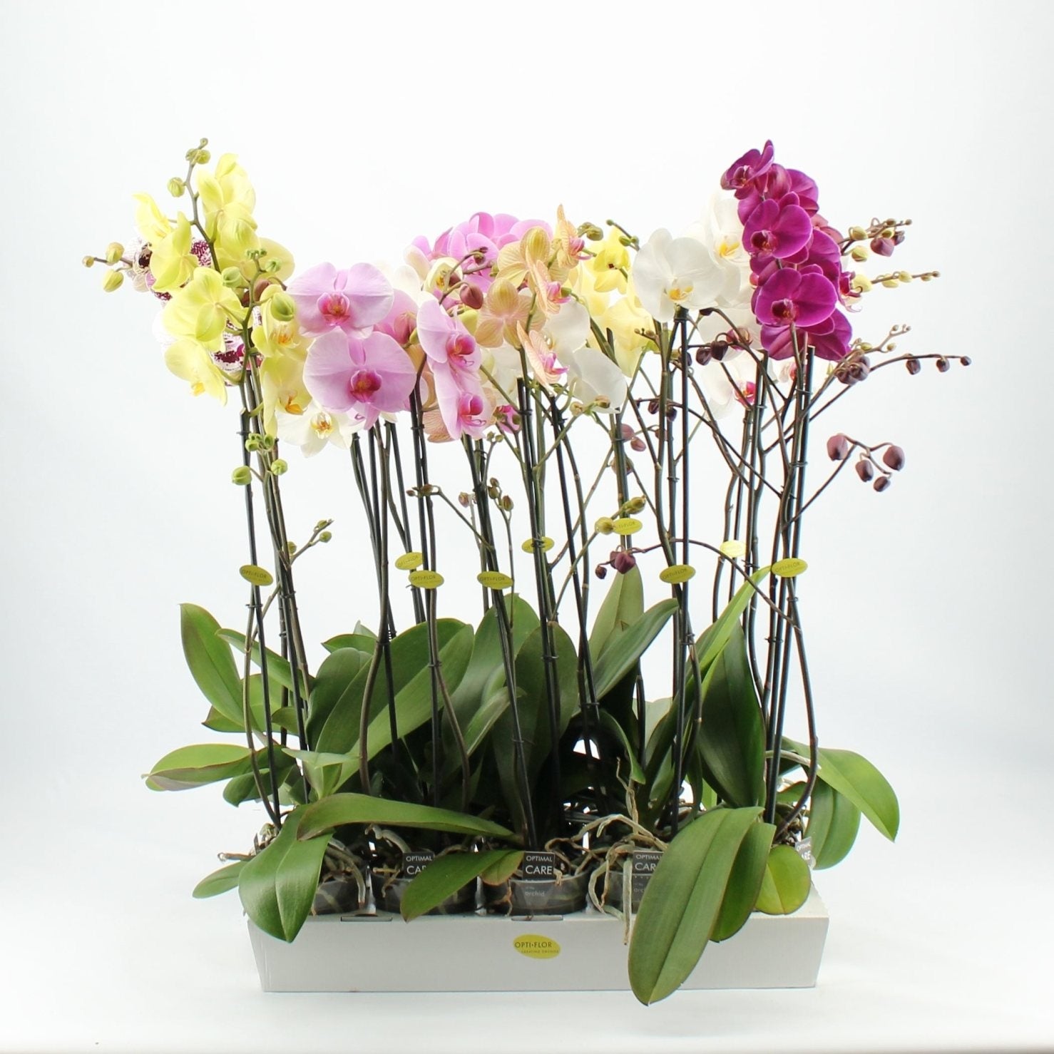 Phalaenopsis Orchidee 2 takken in de teeltpot per 10 planten