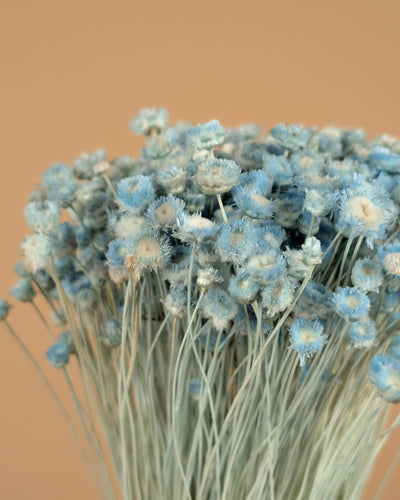 Jazilda Hell Blue erhalten erhalten