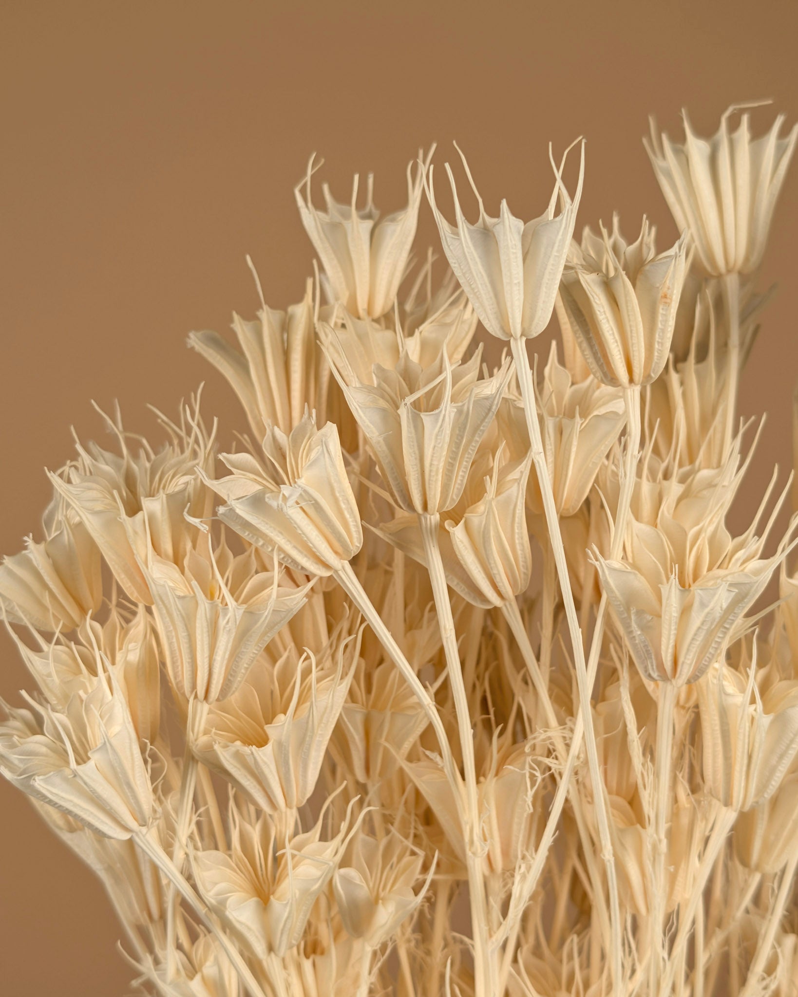 Dried Nigella Orientalis bleached