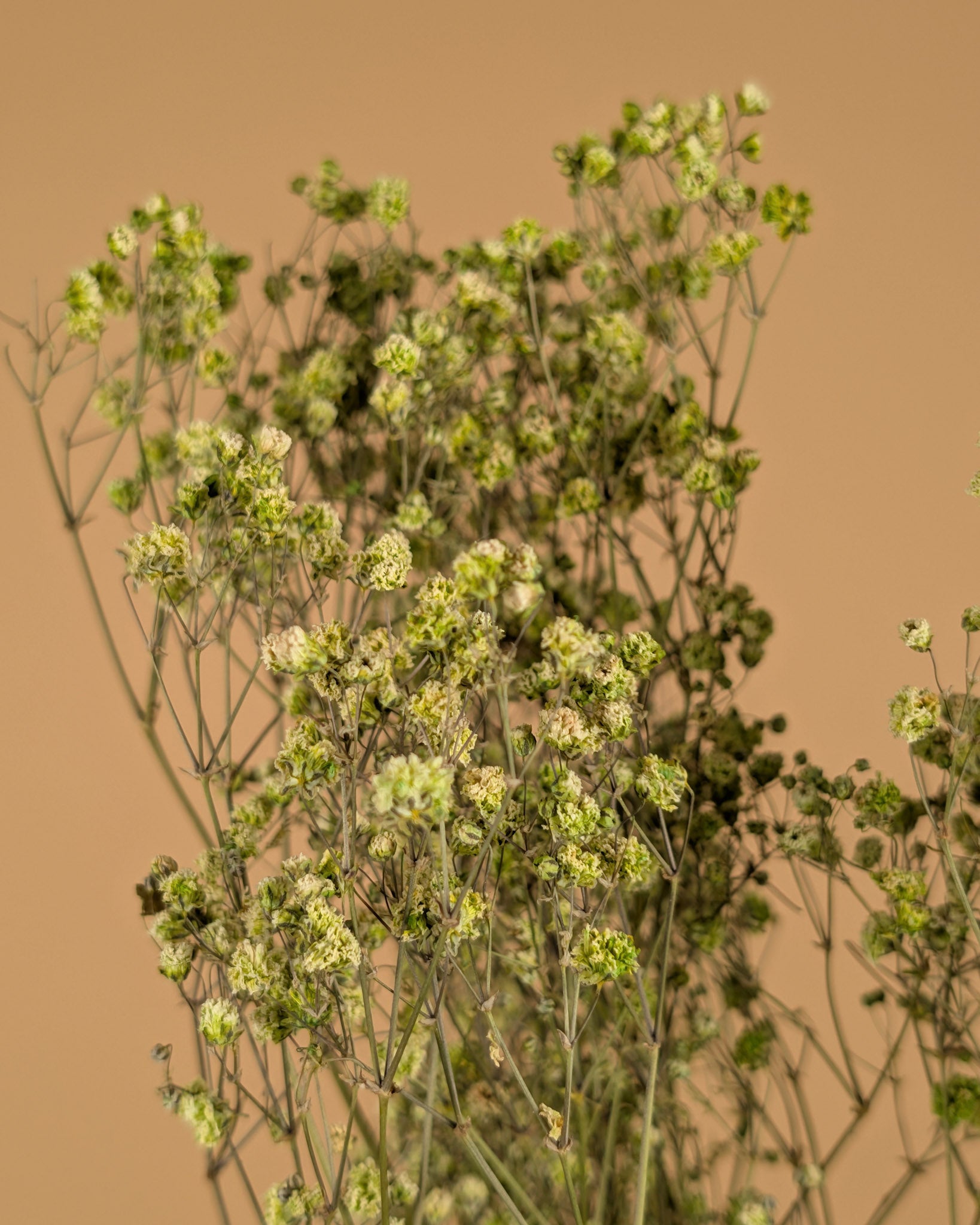 Gypsophila dried green (gypsum)