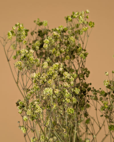 Gypsophile séché au vert (gypse)