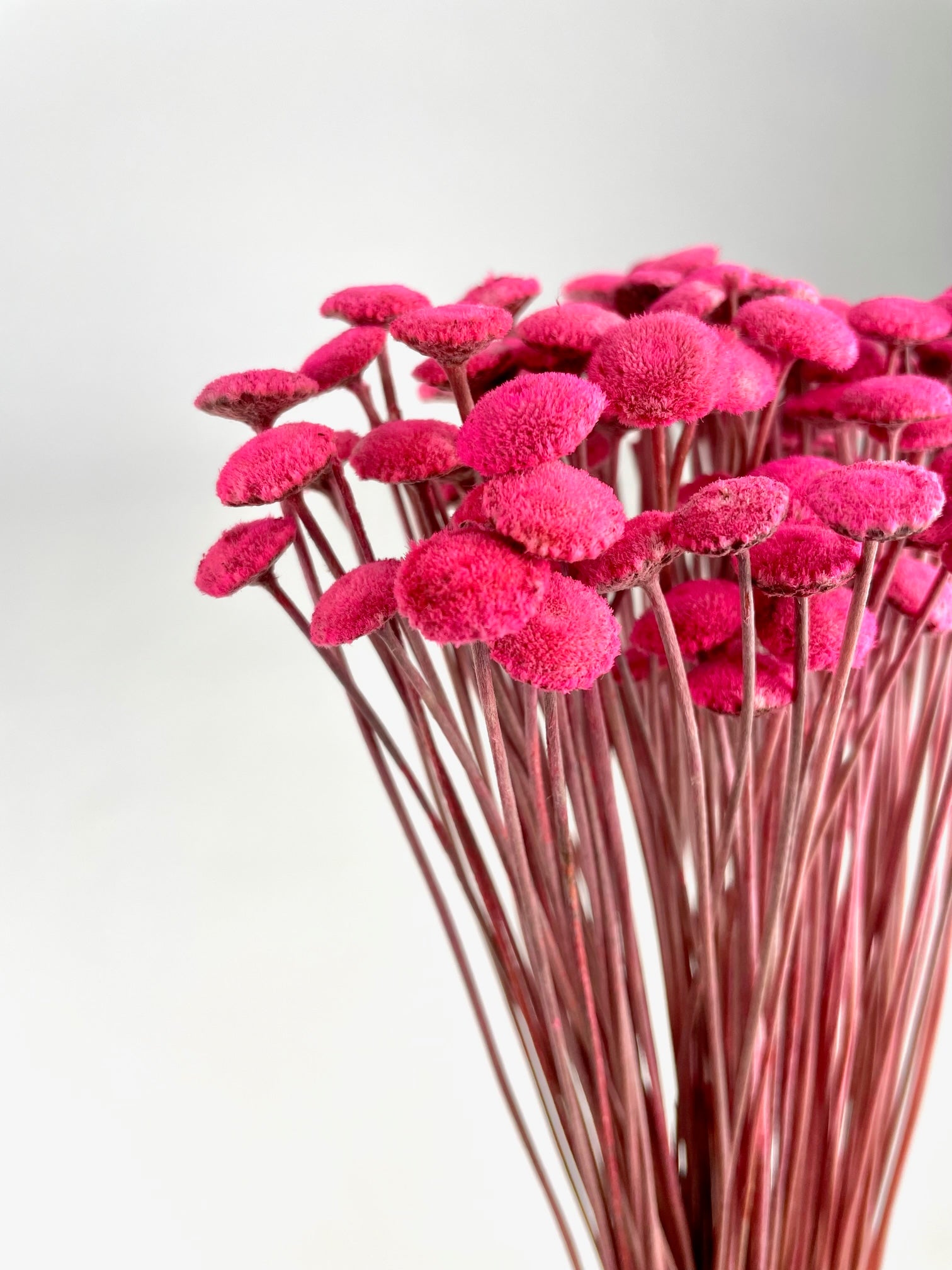 Botton botao rose séché