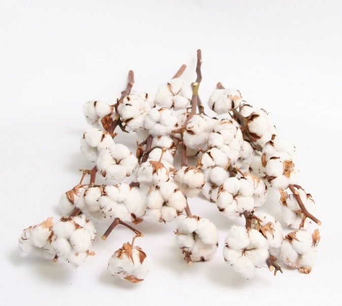 Cotton branches (Gossypium) with 9 balls per branch