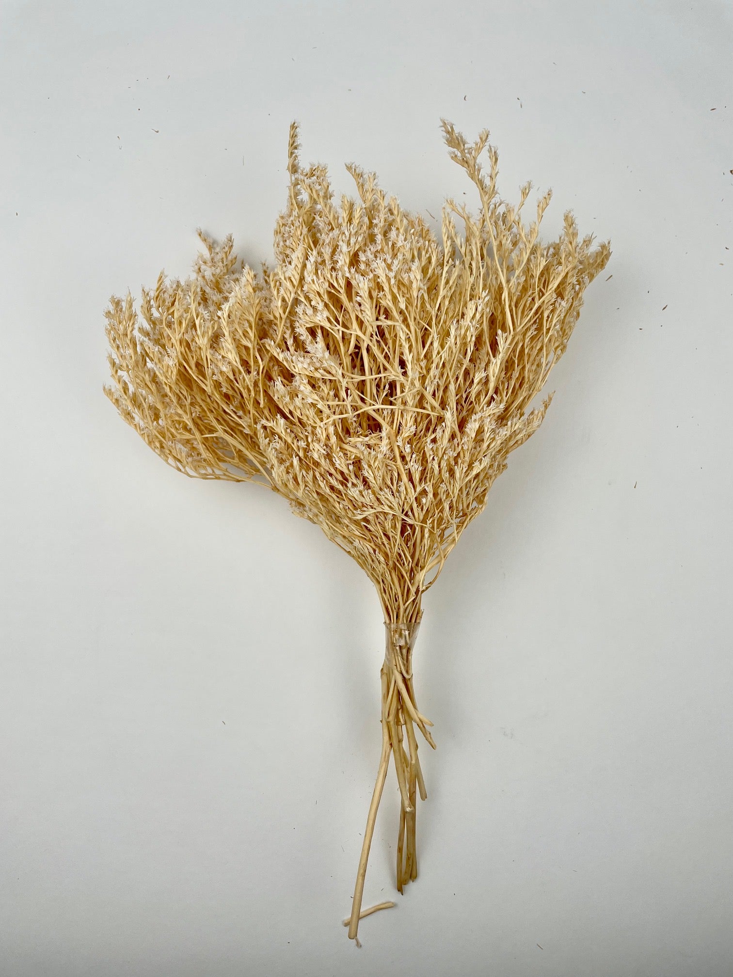 Dried Statice Tatarica bleached