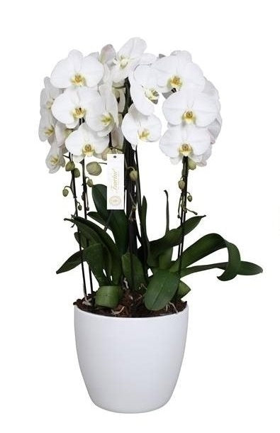 Phalaenopsis Orchidee Grandiflora Tsarine Crown