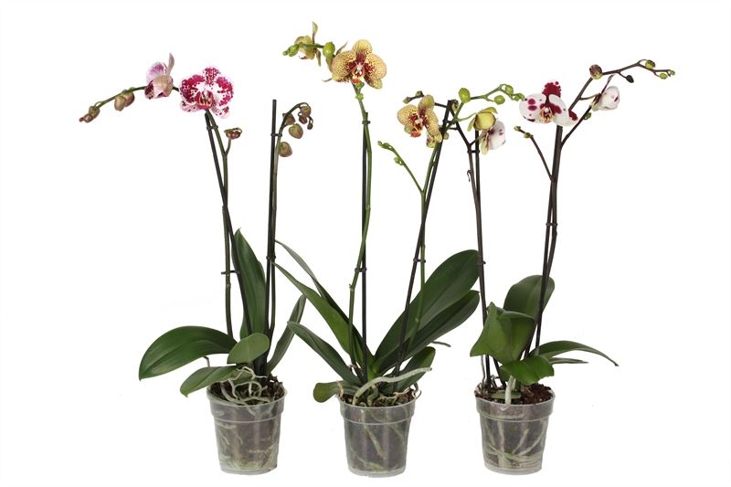 Phalaenopsis blanc, jaune et rose (3 pièces)