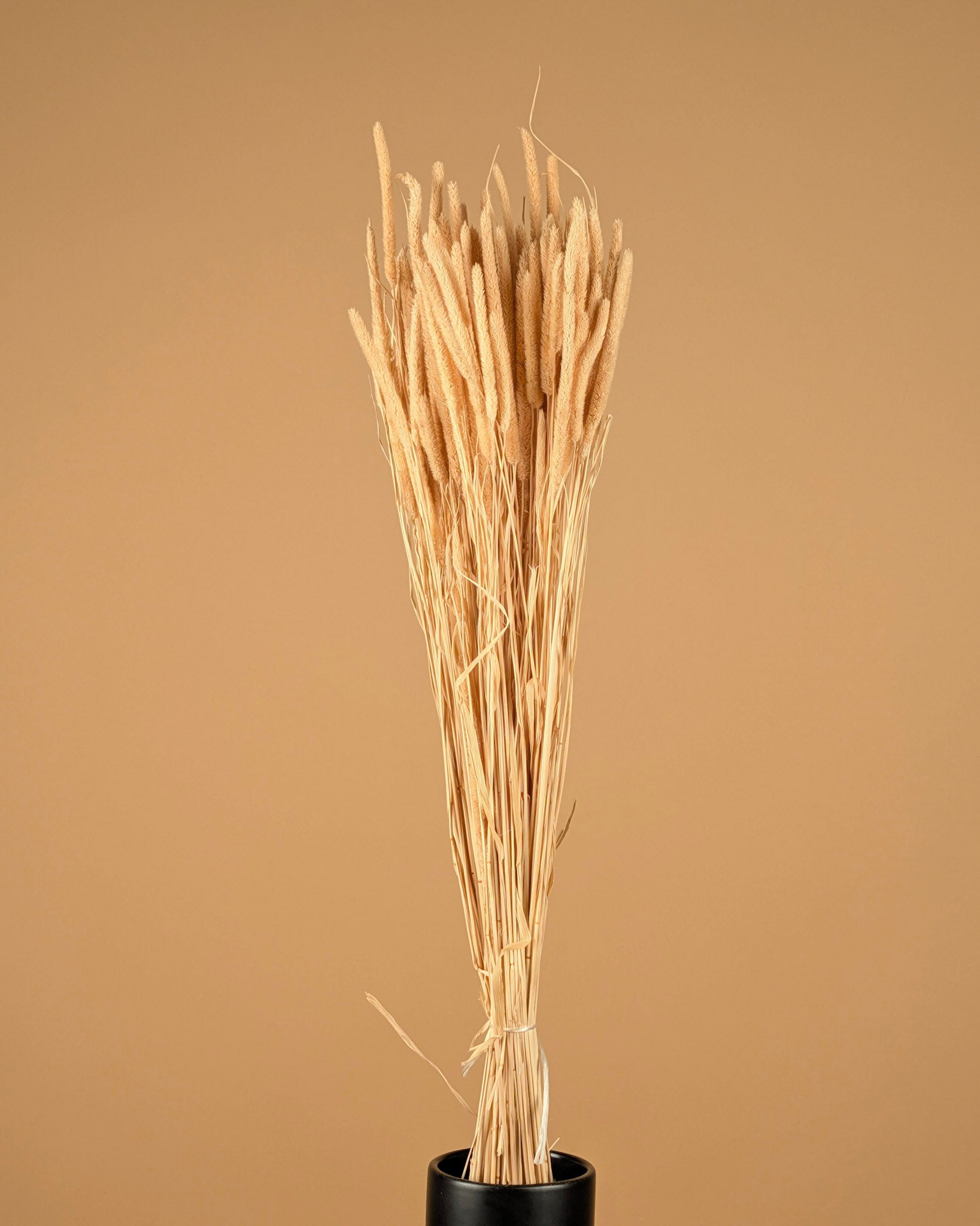 PHELEUM SPEAKENSETEL