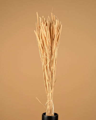 PHELEUM SPEAKENSETEL